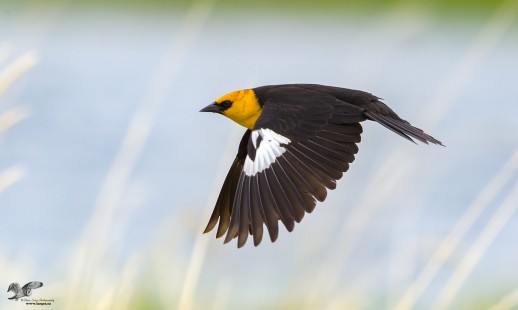Yellow Head In Flight (Yellow-Headed Blackbird)