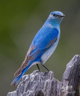 Weathered Wood Bluebird (Mountain Bluebird)