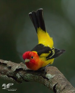 Ready To Leap! (Western Tanager)