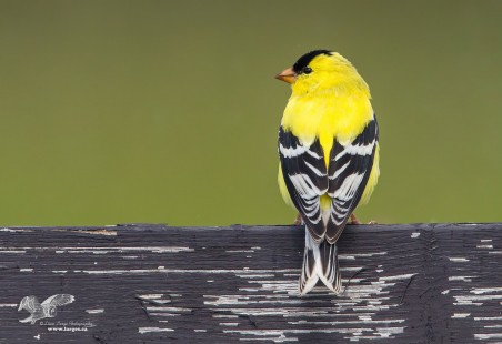 Finch On A Fence (American Goldfinch)