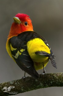 What Are You Lookin' At? (Western Tanager)
