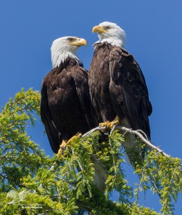 Togetherness (Bald Eagles)