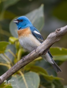 Singer From The Archives (Lazuli Bunting)