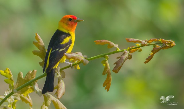 Oak Branch Tanager (Western Tanager)