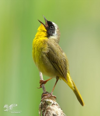 Another One From The Vault (Common Yellow Throat)