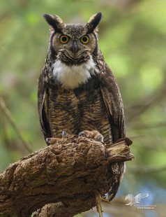 Hoo Are You? (Great Horned Owl)