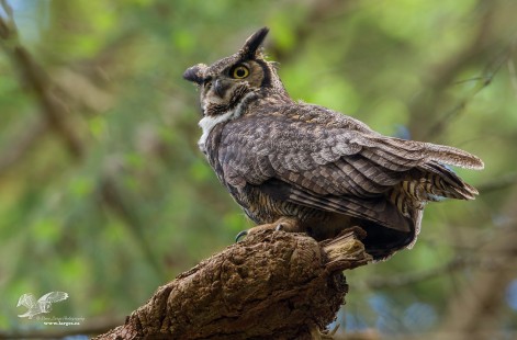 Keeping An Eye Out For Ravens (Great Horned Owl)