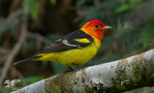 Better Colors (Western Tanager)