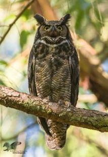 Say "Ah!" (Great Horned Owl)