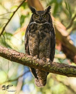 GHO Portrait (Great Horned Owl)