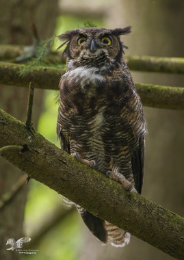 Rough Day? (Great Horned Owl)