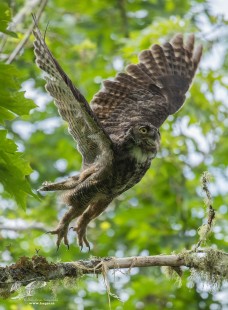 Horned Owl Blast Off! (Great Horned Owl)