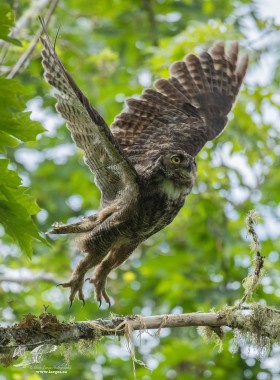 Horned Owl Blast Off! (Great Horned Owl)