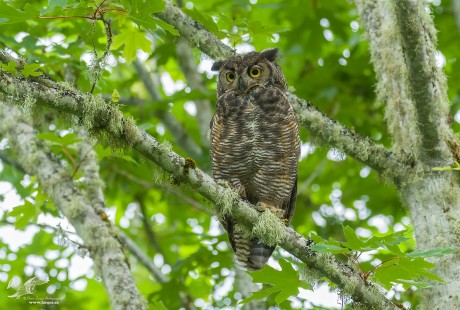 Profile Change (Great Horned Owl)