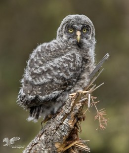 Tower of Power (Great Grey Owlet)