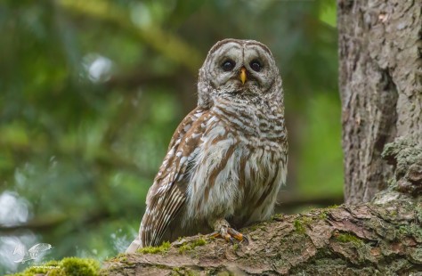 Return of The Fishing Owls (Barred Owl)
