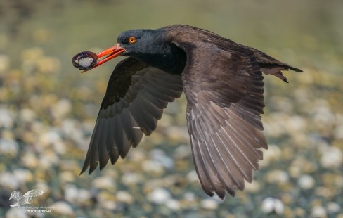 Keep Clam (Black Oyster Catcher)
