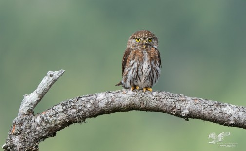 More Environmental (Northern Pygmy Owl)