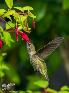Backyard Hummingbird (Anna's Hummingbird)