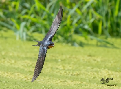 Morning Feeding Time (Barn Swallow)