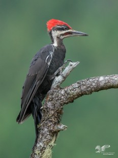 Unexpected Visitor (Pileated Woodpecker)