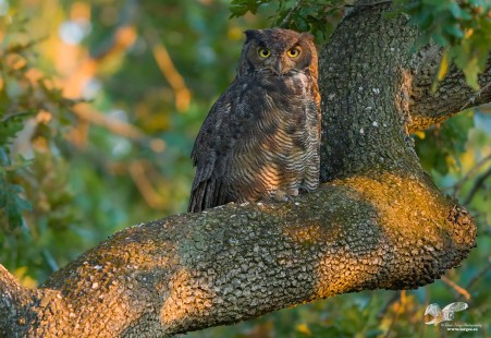 Evening By The Sea (Great Horned Owl)