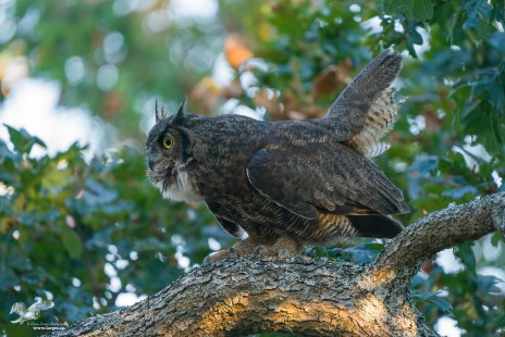 Giving a Hoot (Great Horned Owl)