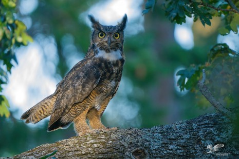 Tufts Up! (Great Horned Owl)