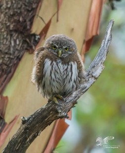 Not The Usual Perch (Northern Pygmy Owl)