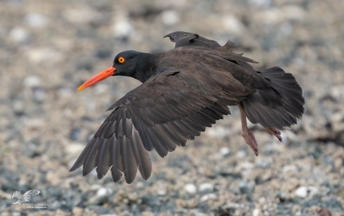 Coming In For a Landing (Black Oystercatcher)