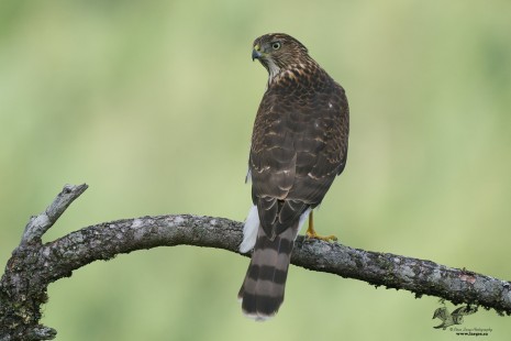 Another Suprise Visitor (Sharp-Shinned Hawk)