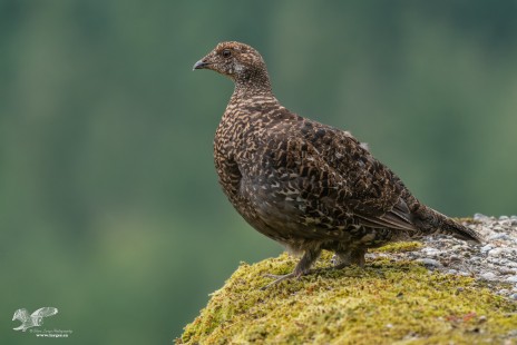 Second Encounter (Female Sooty Grouse)