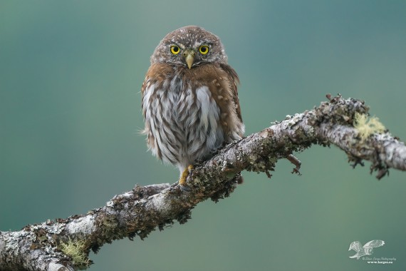 Patience Pays Off (Northern Pygmy Owl)