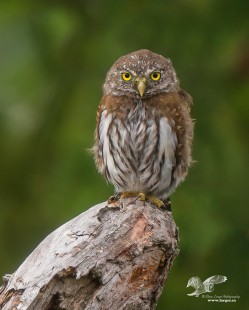 On Another Favorite Perch (Northern Pygmy Owl)
