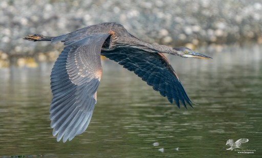 Back Wing Reflections (Great Blue Heron)