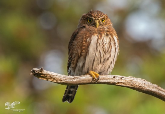 Closeup Portrait (Northern Pygmy Owl)