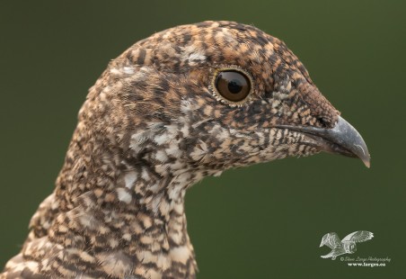 Sooty Grouse Portrait