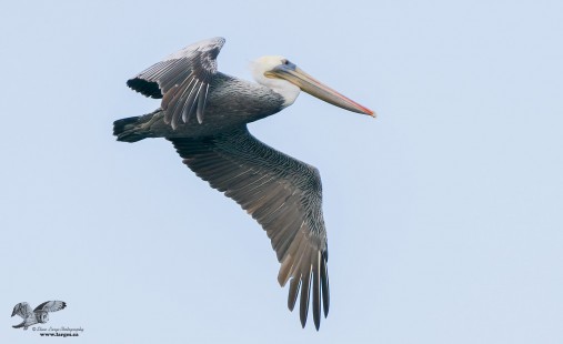Brown Pelican at French Creek???!!!