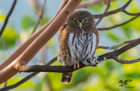 Fall Pymy Owl in Arbutus (Northern Pygmy Owl)