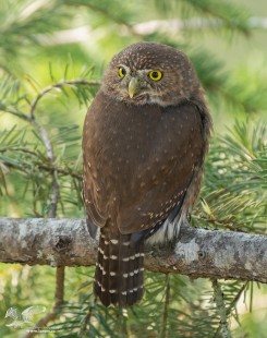 Back at You (Northern Pygmy Owl)