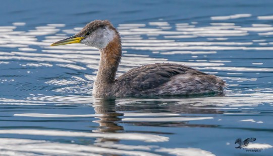 Out of Season (Red-Necked Grebe)