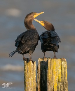 You Have Lovely Eyes (Crested Cormorant)