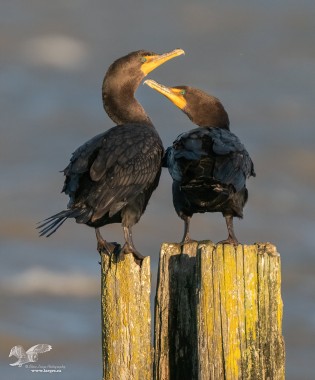 You Have Lovely Eyes (Crested Cormorant)