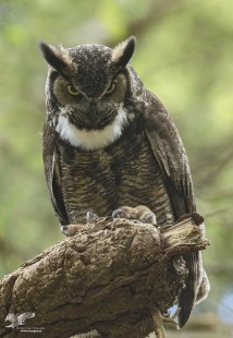 What Are You Lookin' At? (Great Horned Owl)