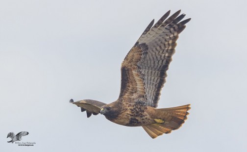 Redtail in Flight (Red-Tailed Hawk)