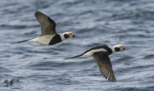 Side View (Long-Tailed Ducks)