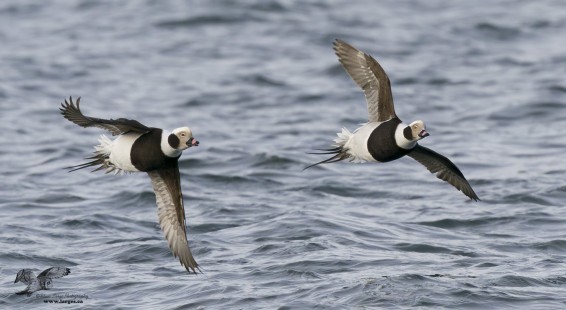 Male Long-tailed Ducks in Flight