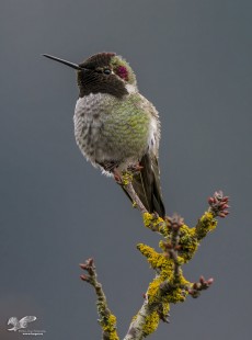 Cooperative Hummingbird (Anna's Hummingbird)