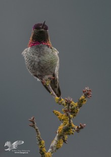 A Bit More Color (Anna's Hummingbird)