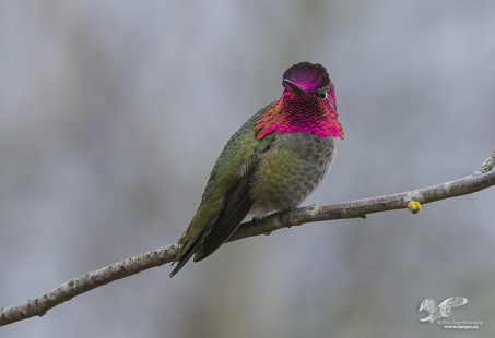 Deep Bay Gatekeeper (Anna's Hummingbird)
